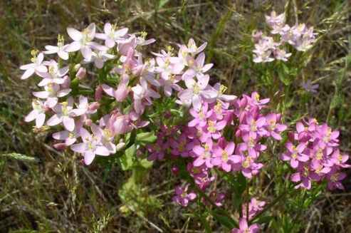 Goldger que rexeitou o alcol